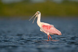 Image. Roseate Spoonbill