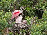 Image. Roseate Spoonbill