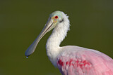 Image. Roseate Spoonbill