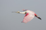 Image. Roseate Spoonbill