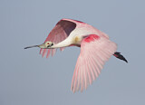 Image. Roseate Spoonbill