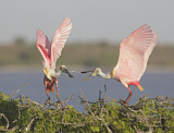 Image. Roseate Spoonbill