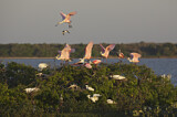 Image. Roseate Spoonbill