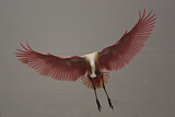 Image. Roseate Spoonbill