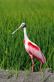 Image. Roseate Spoonbill