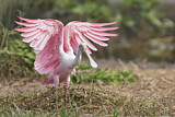 Image. Roseate Spoonbill
