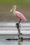 Image. Roseate Spoonbill