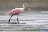 Image. Roseate Spoonbill