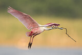 Image. Roseate Spoonbill