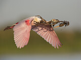 Image. Roseate Spoonbill
