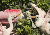 Image. Roseate Spoonbill