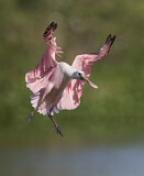 Image. Roseate Spoonbill