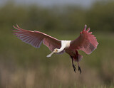 Image. Roseate Spoonbill