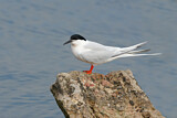 Image. Roseate Tern