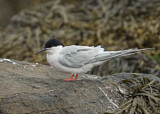 Image. Roseate Tern