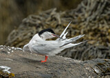 Image. Roseate Tern