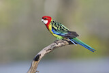 Image. Rosella
