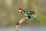 Image. Rosella