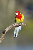 Image. Rosella