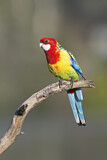 Image. Rosella