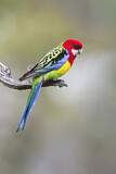 Image. Rosella