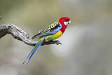 Image. Rosella