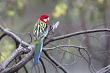 Image. Rosella