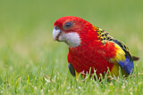 Image. Rosella