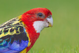 Image. Rosella
