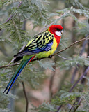 Image. Rosella