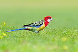 Image. Rosella