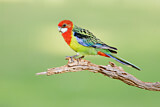Image. Rosella
