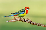 Image. Rosella