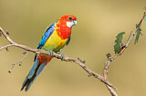 Image. Rosella