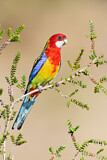 Image. Rosella