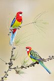Image. Rosella
