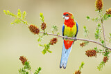 Image. Rosella