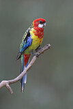 Image. Rosella