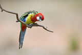 Image. Rosella
