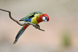 Image. Rosella