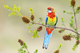 Image. Rosella
