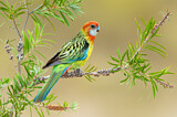 Image. Rosella