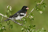 Image. Rosenbrust-Kernknacker