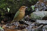 Image. Rostbauchpitta