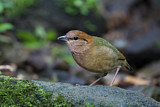 Image. Rostbauchpitta