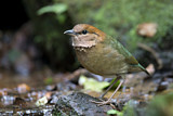 Image. Rostbauchpitta