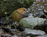 Image. Rostbauchpitta