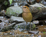 Image. Rostbauchpitta