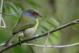 Image. Rostbrauenvireo