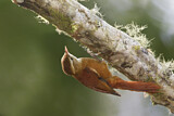 Image. Rostbrust-Stachelschwanz